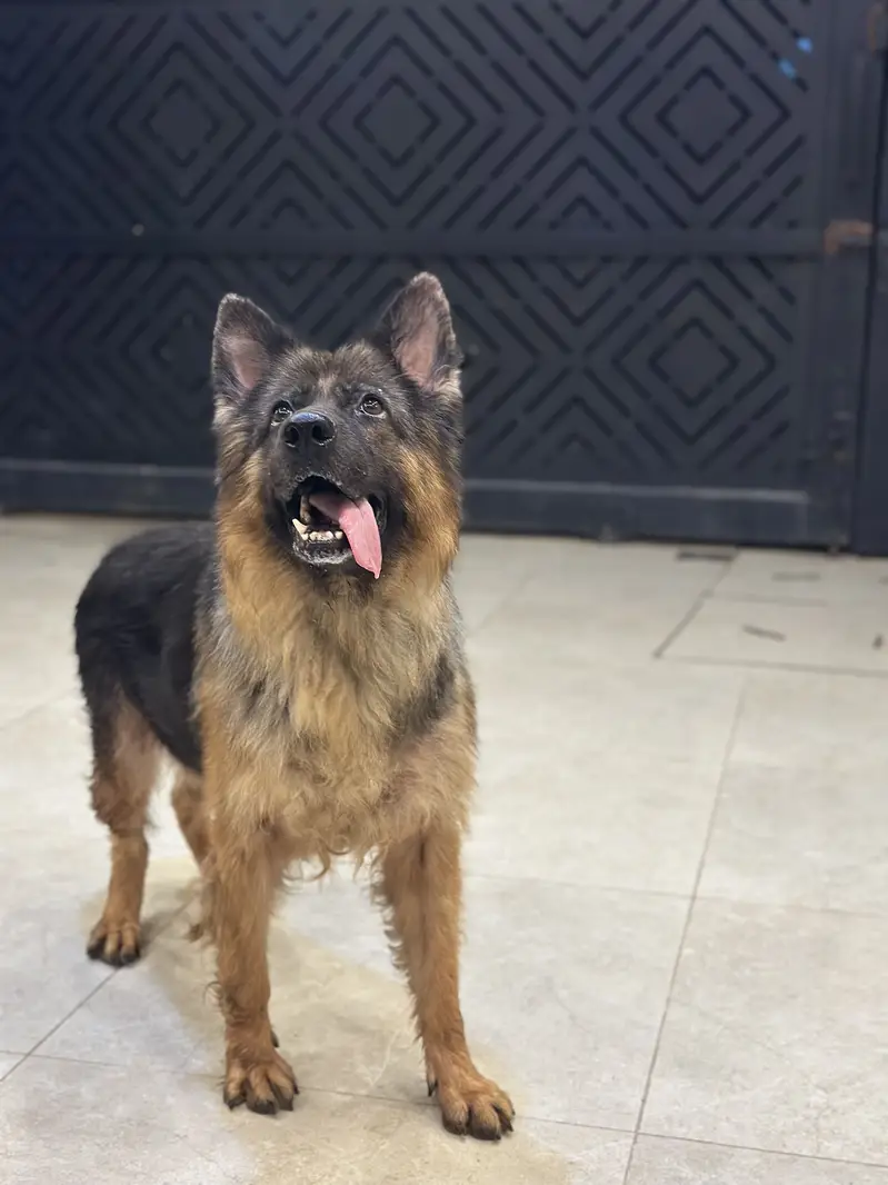 German shepherd breeder female