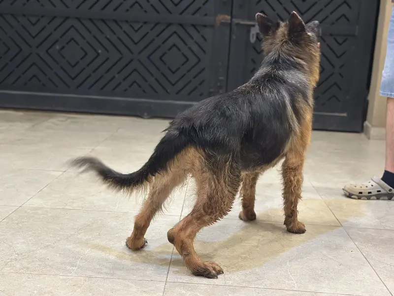 German shepherd breeder female — photo 2