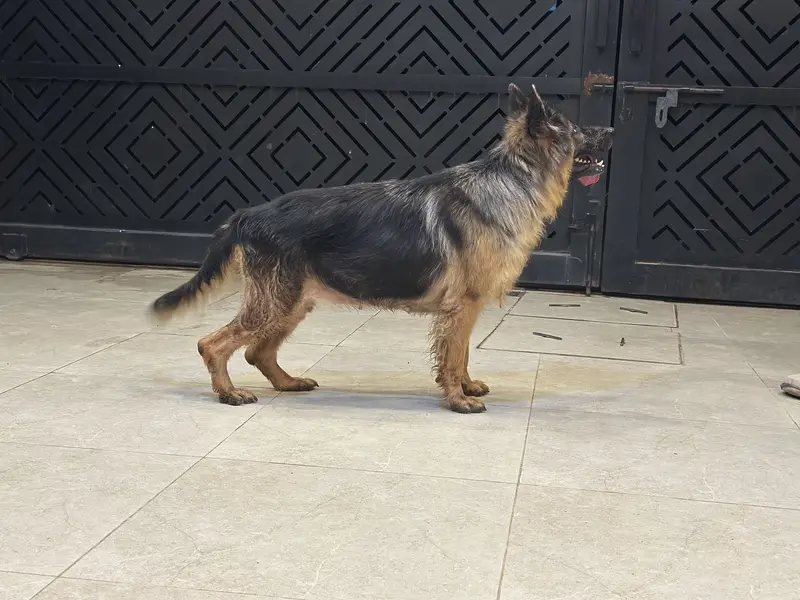 German shepherd breeder female — photo 3