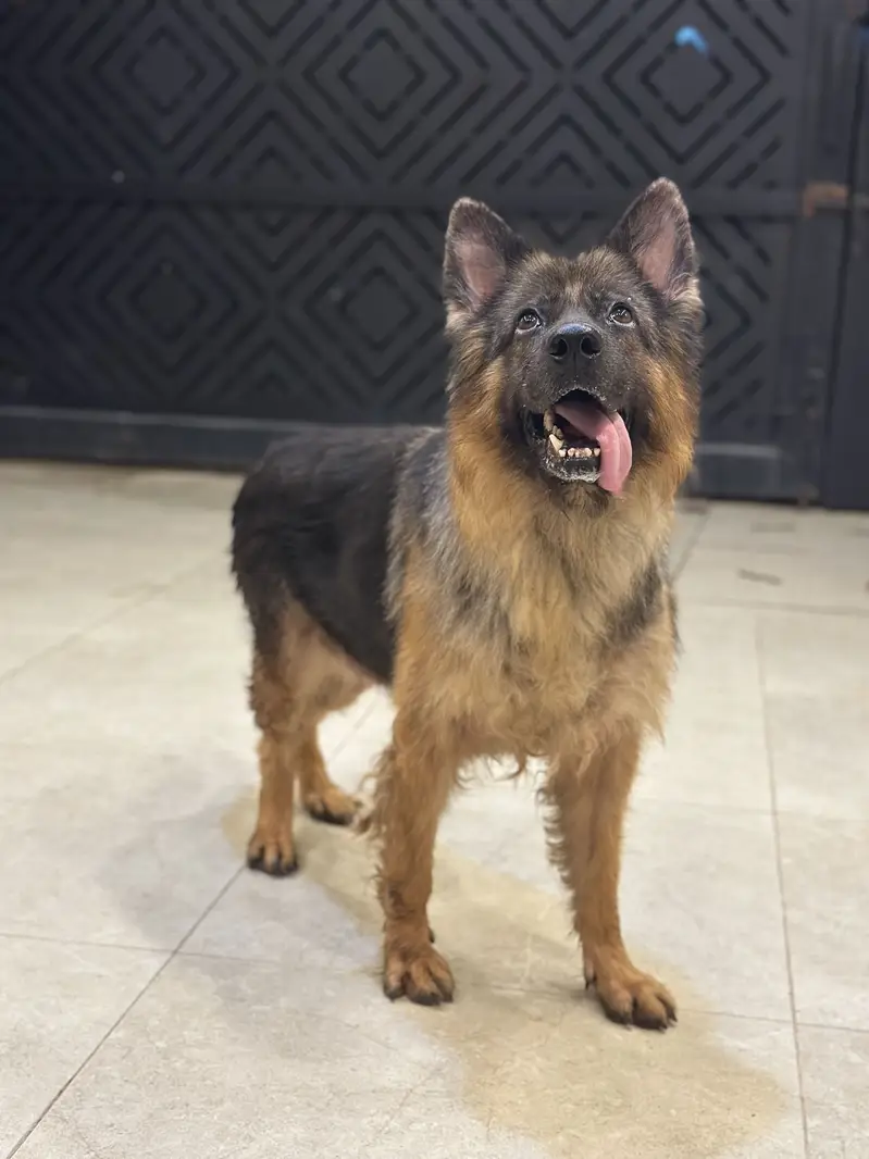 German shepherd breeder female — photo 4