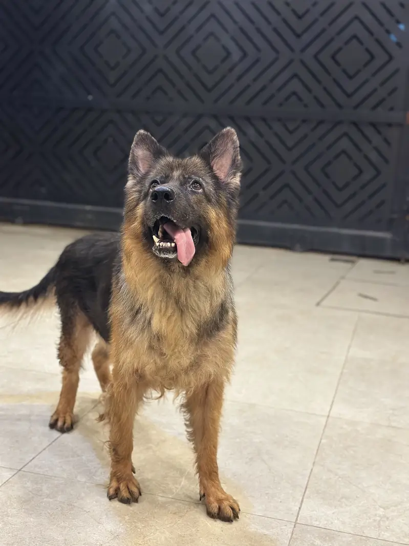 German shepherd breeder female — photo 5