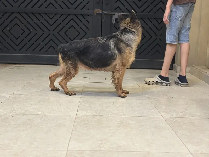 German shepherd breeder female — photo 6