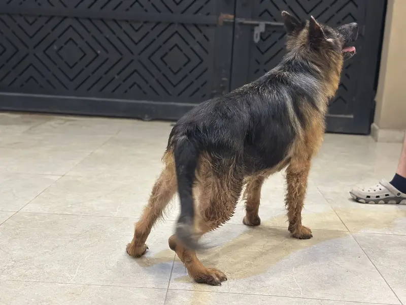 German shepherd breeder female — photo 7