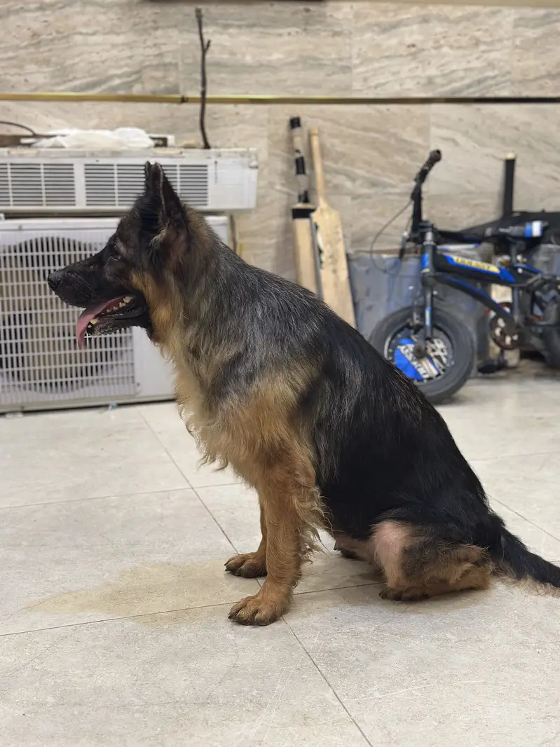 German shepherd breeder female — photo 8