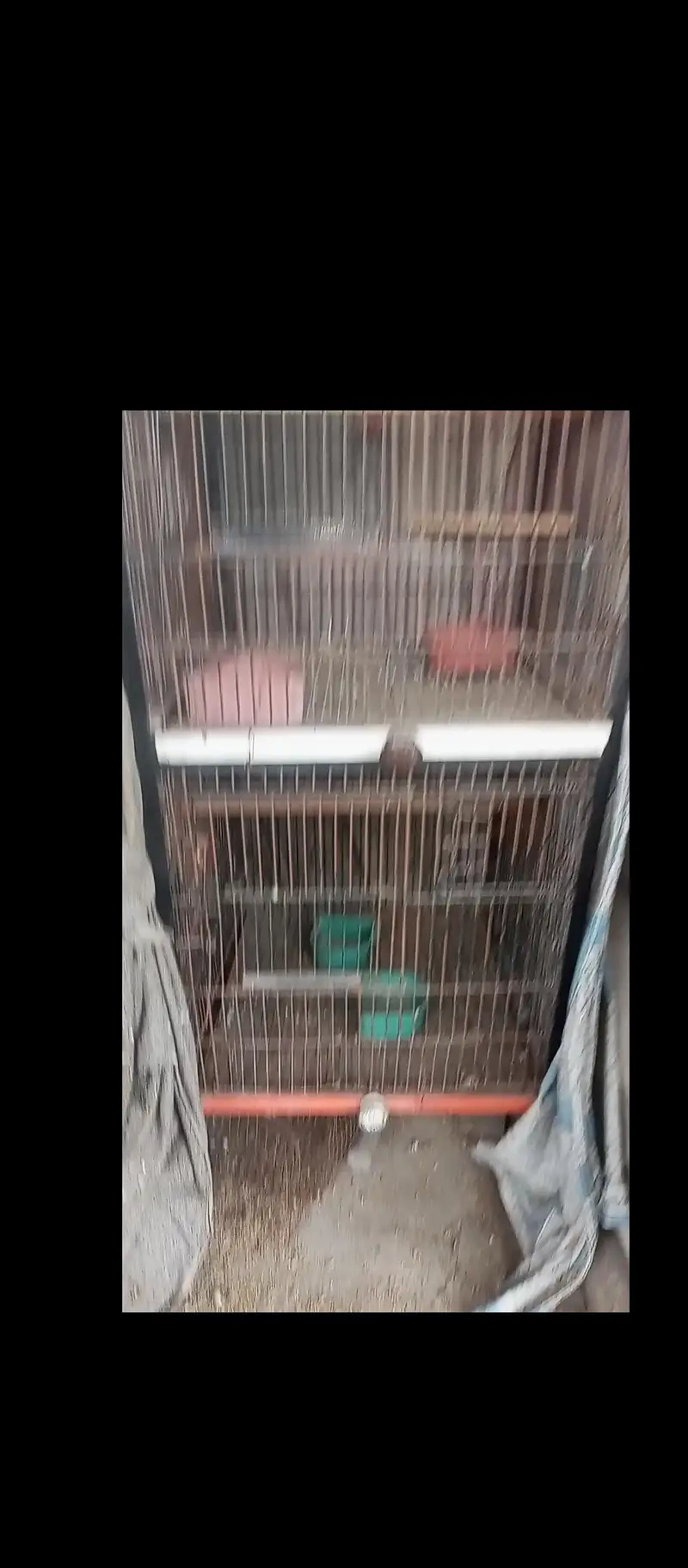 cage Iron — photo 3