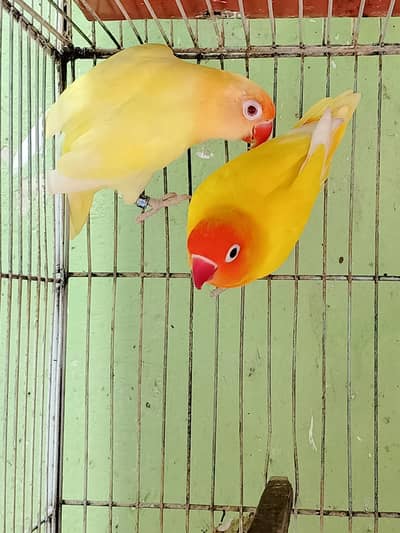 breeder pairs