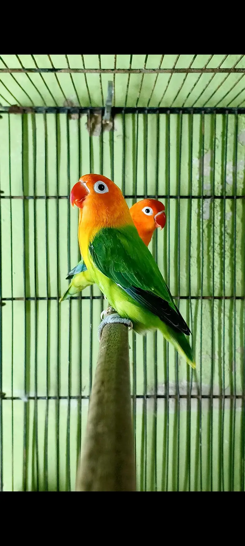 breeder pairs — photo 2