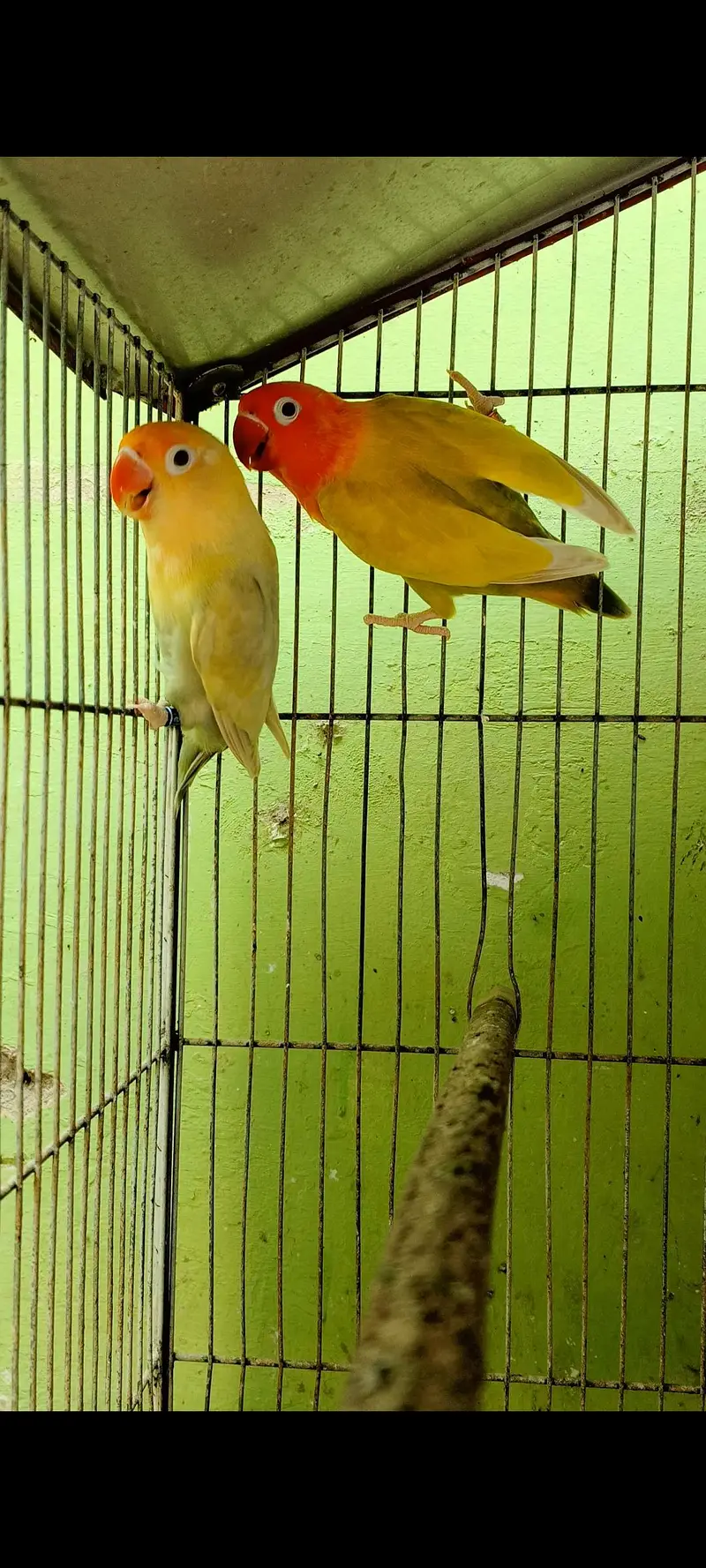 breeder pairs — photo 3