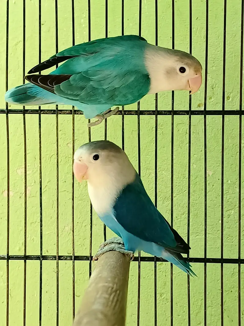 breeder pairs — photo 4