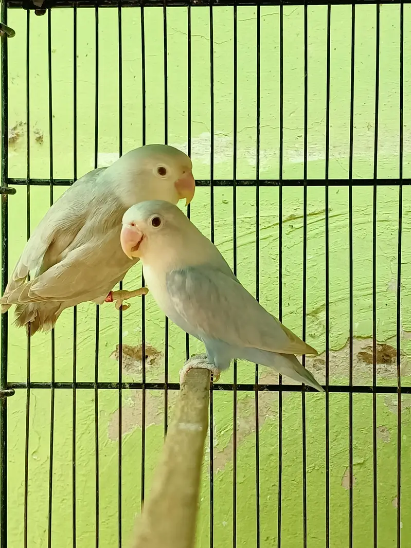 breeder pairs — photo 5