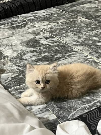 Persian tripal coad
