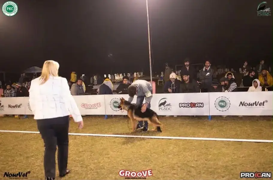 PKC Dog show winner