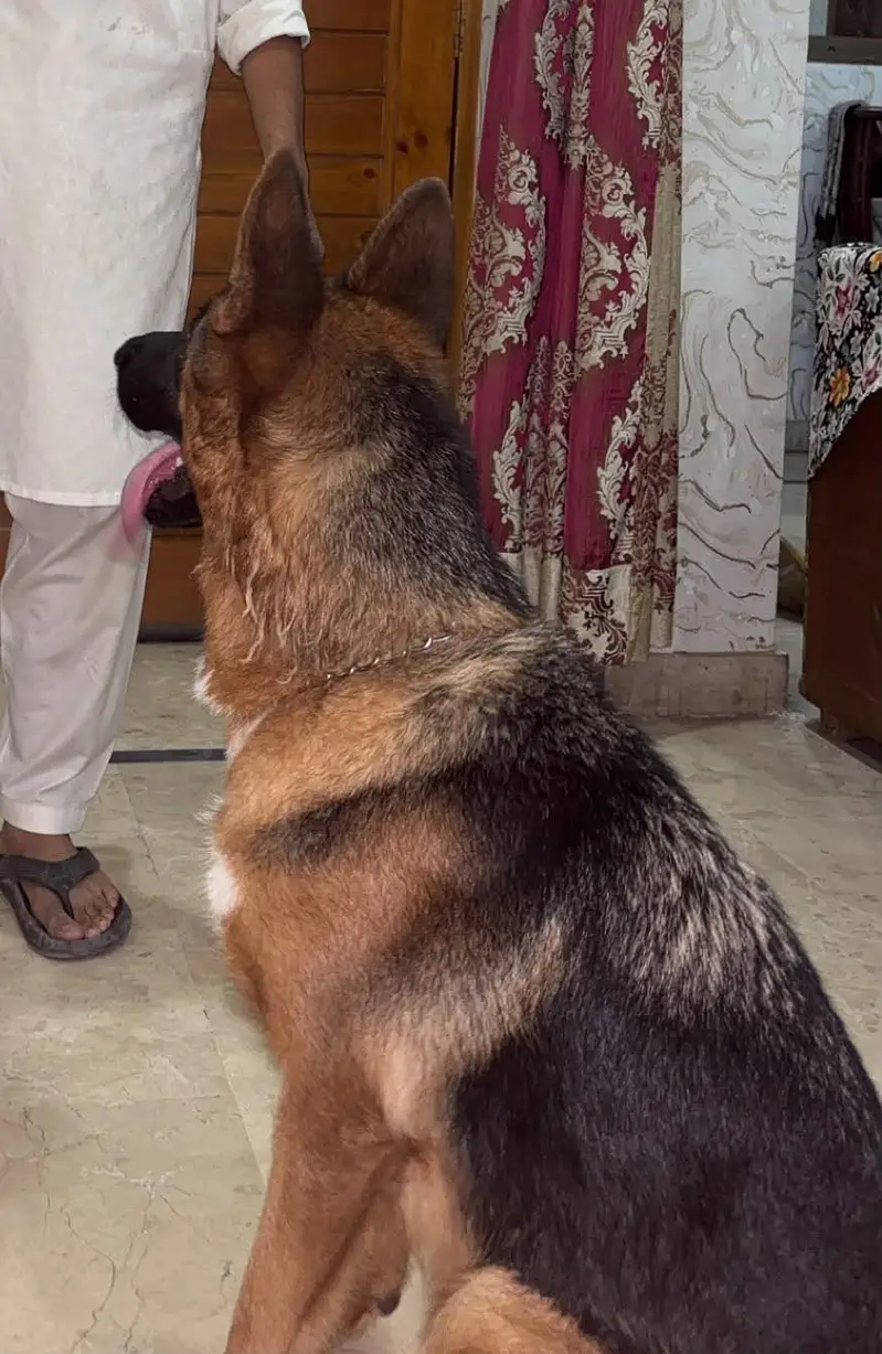 PKC Dog show winner — photo 2