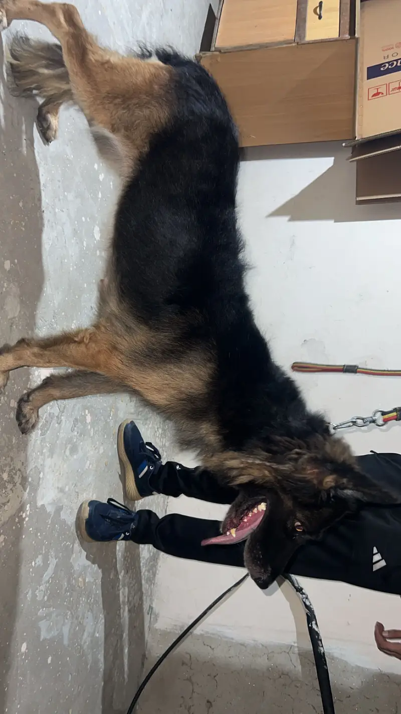 German sheperd female adult dog — photo 2