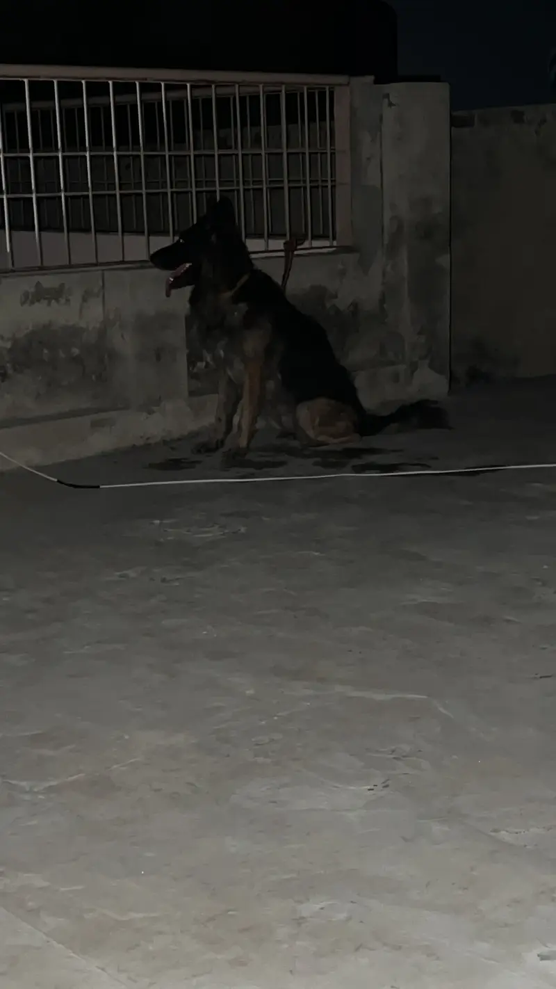 German sheperd female adult dog — photo 3