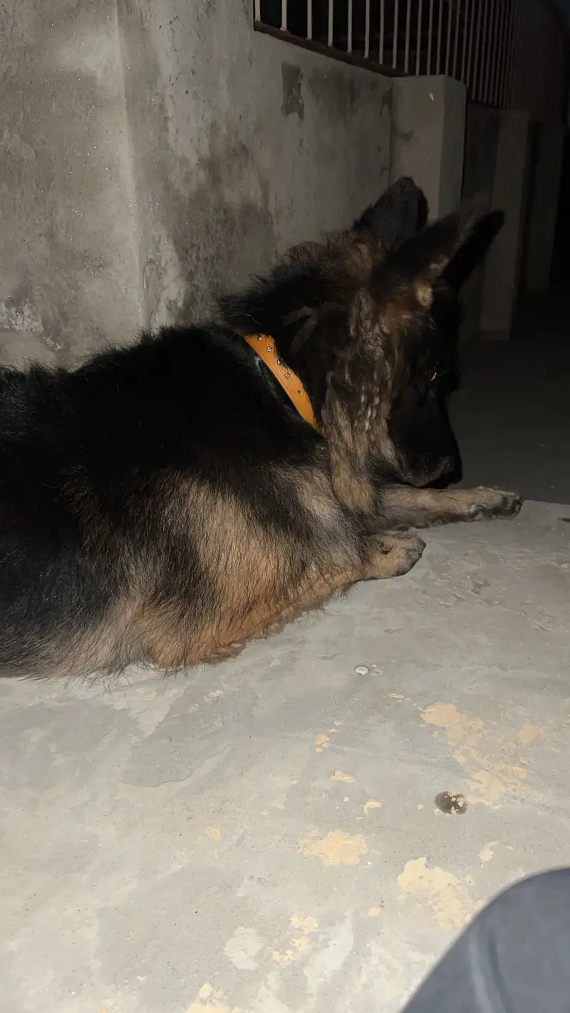 German sheperd female adult dog — photo 4