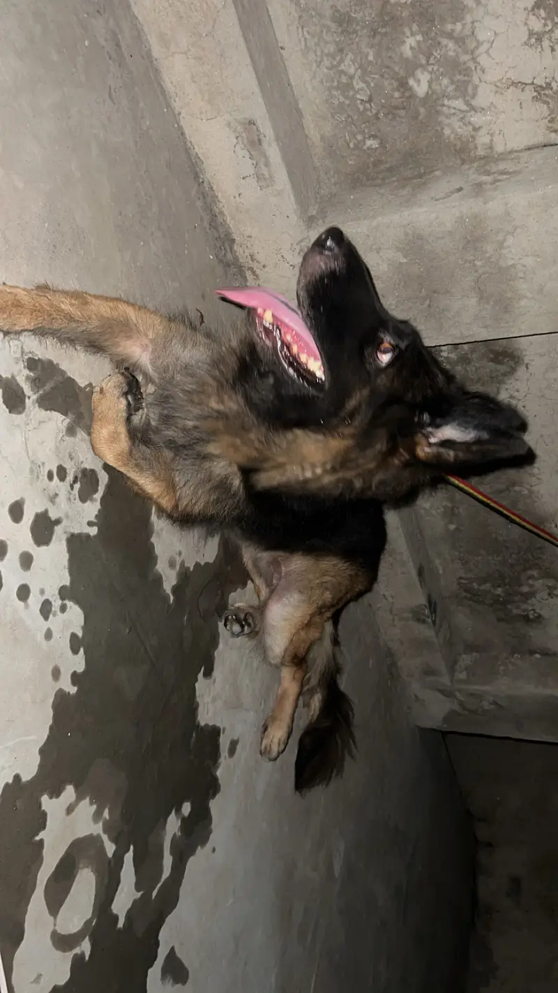 German sheperd female adult dog — photo 5