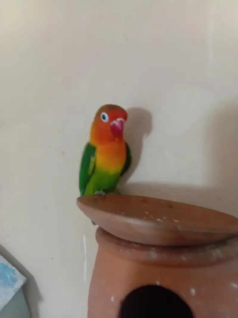 saste love bird  green fisher