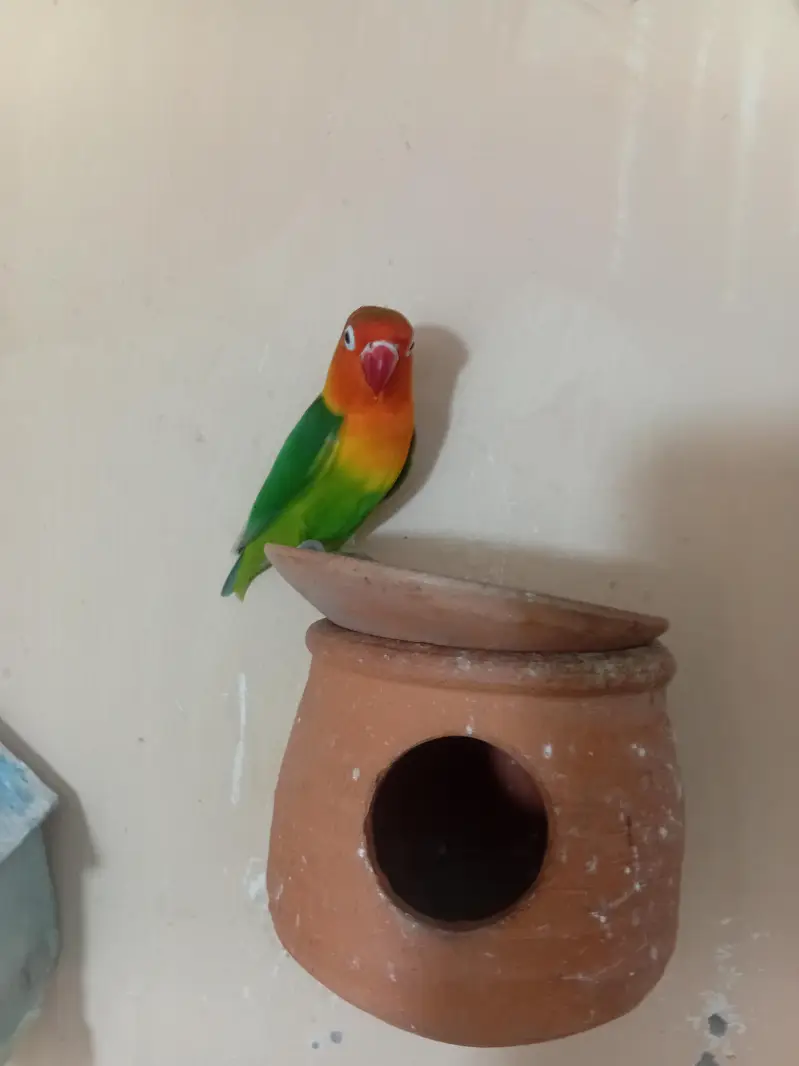 saste love bird  green fisher — photo 2