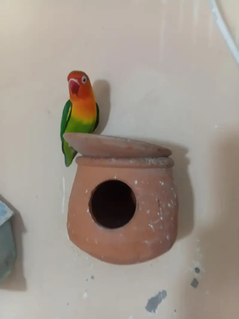 saste love bird  green fisher — photo 3
