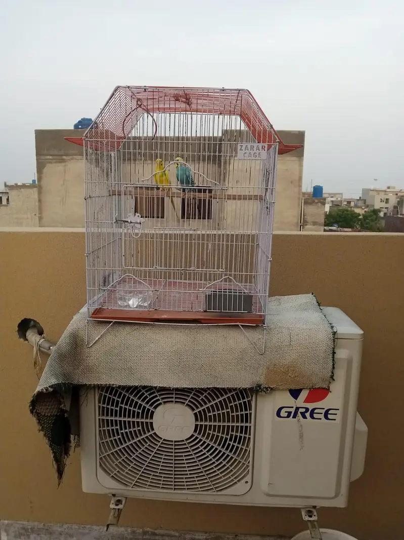 saste love bird  green fisher — photo 4