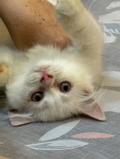 Persian Kitten Extreme Coat for Sale