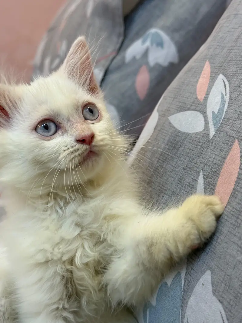 Persian Kitten Extreme Coat for Sale — photo 2