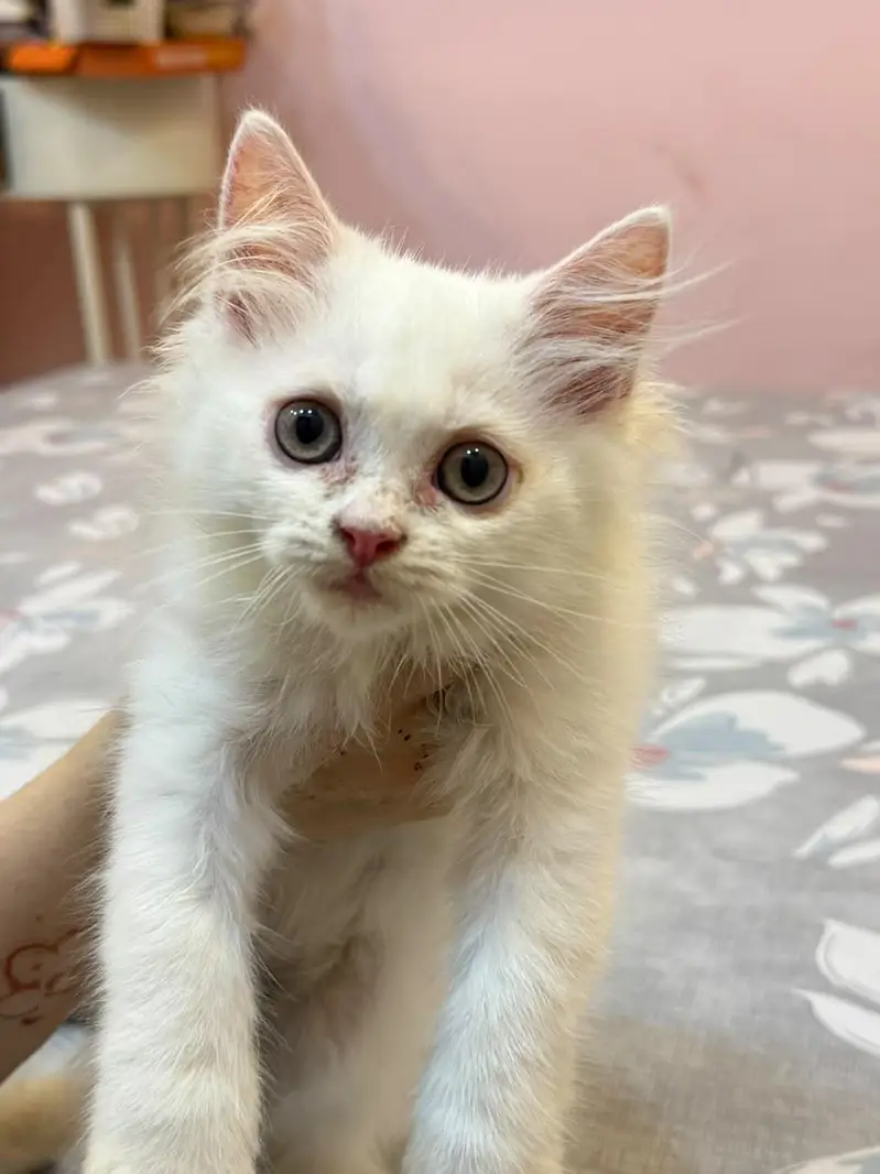 Persian Kitten Extreme Coat for Sale — photo 3