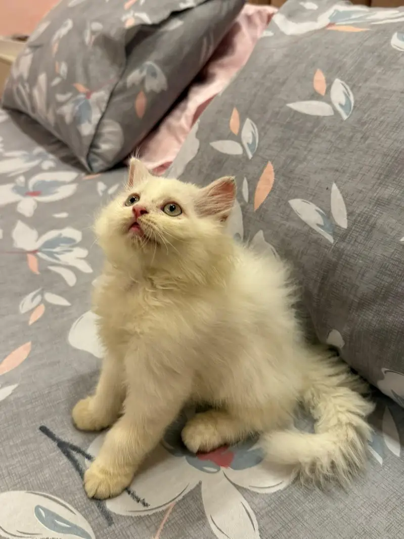Persian Kitten Extreme Coat for Sale — photo 4