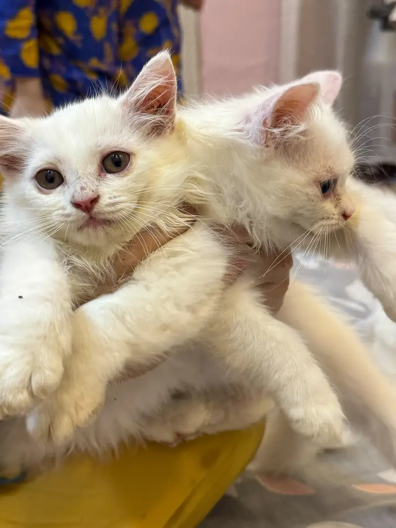 Persian Kitten Extreme Coat for Sale — photo 5