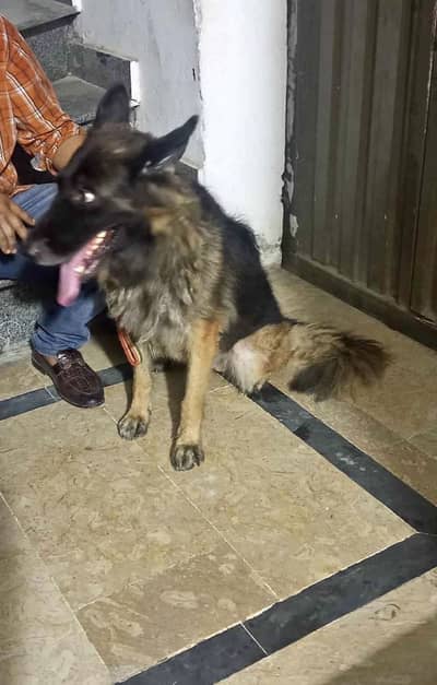 German sheperd female adult dog