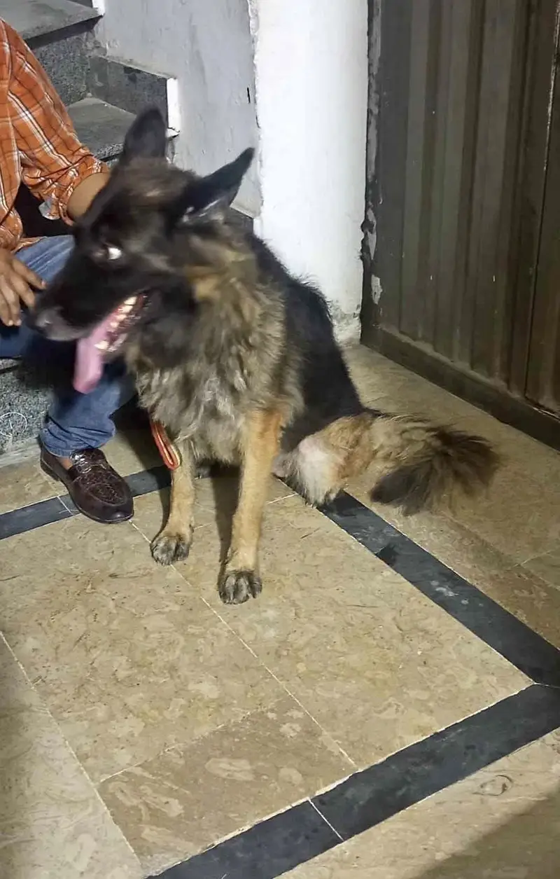 German sheperd female adult dog
