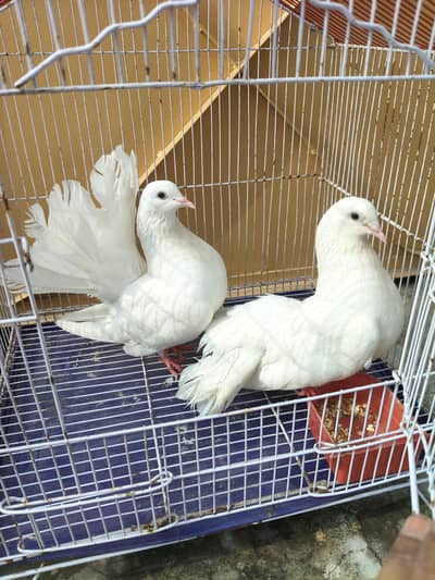 lucka kabotar pair 03234586913