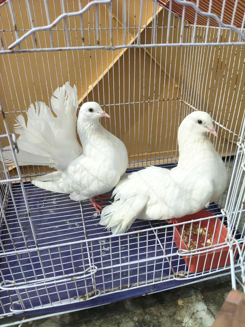 lucka kabotar pair 03234586913