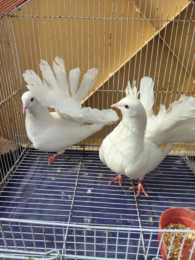 lucka kabotar pair 03234586913 — photo 2