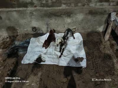 path for sale pahla soa 2 bachy sath path and bakra