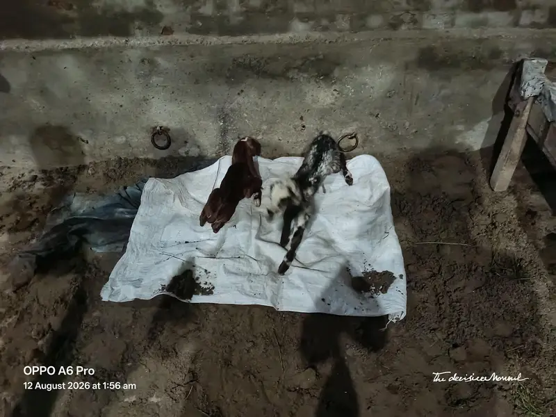 path for sale pahla soa 2 bachy sath path and bakra — photo 3