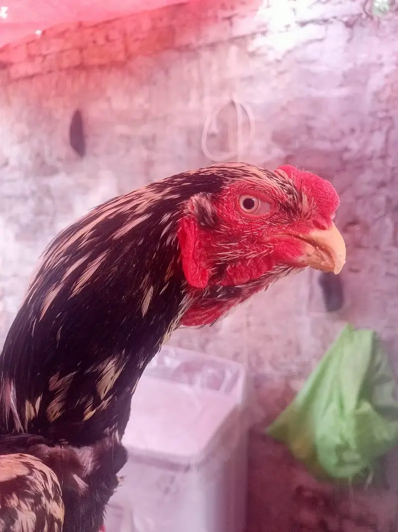 aseel parrot beak cross — photo 2
