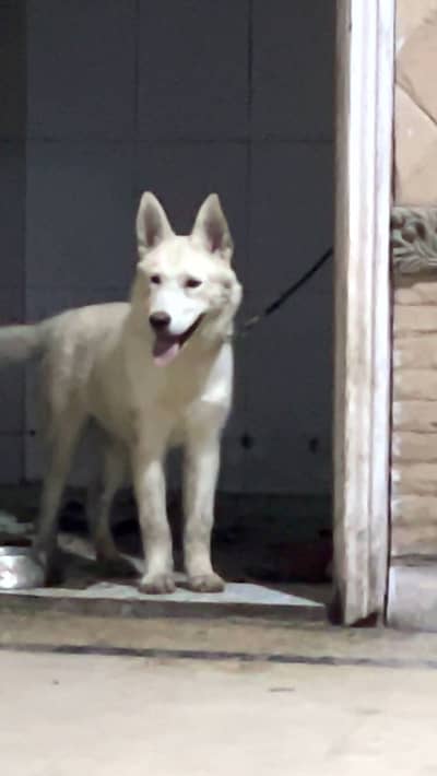 Brown husky