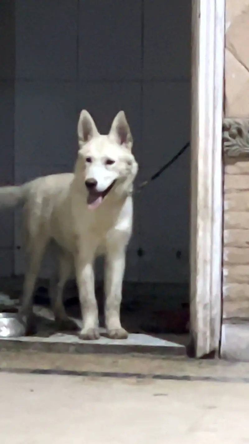 Brown husky