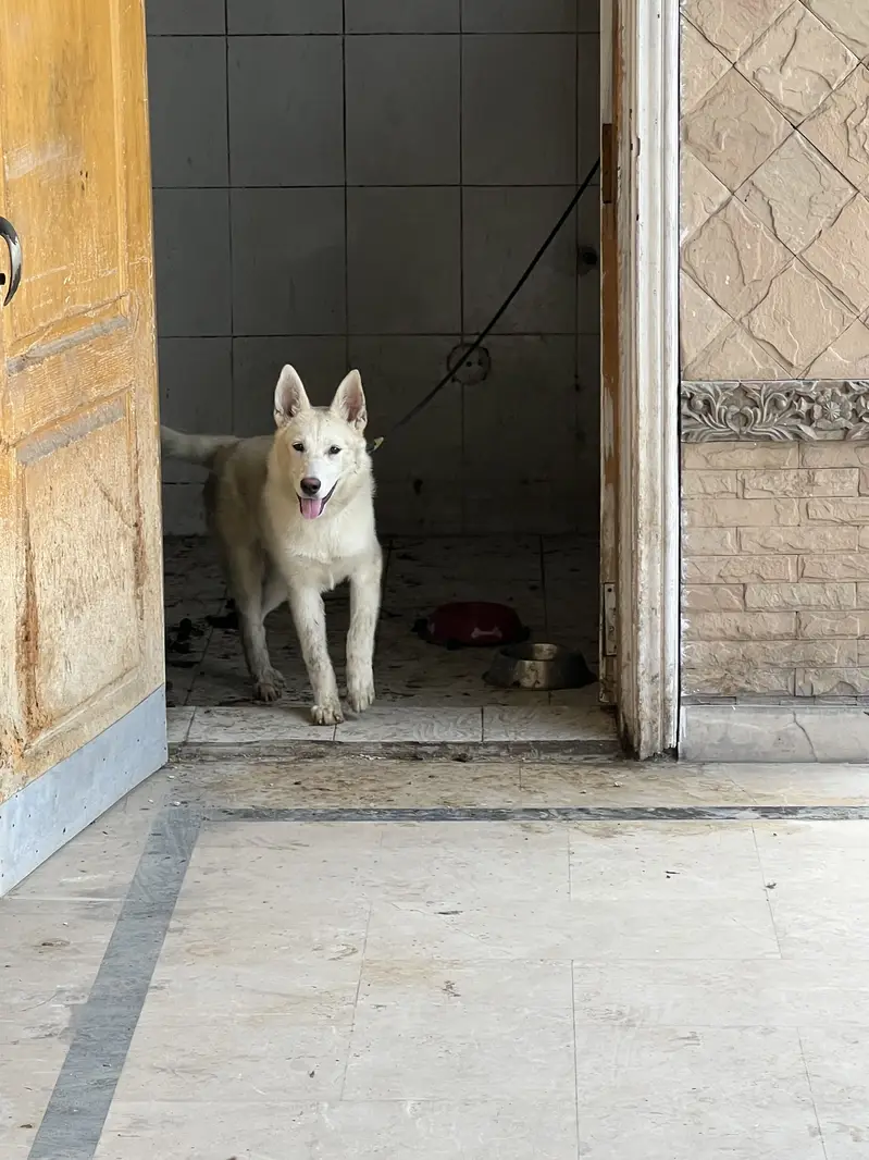 Brown husky — photo 2