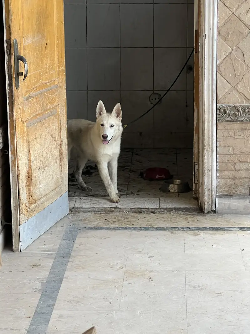 Brown husky — photo 4