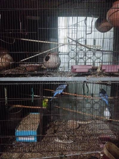 5 male budgies and 2 cage 4 sale urgent