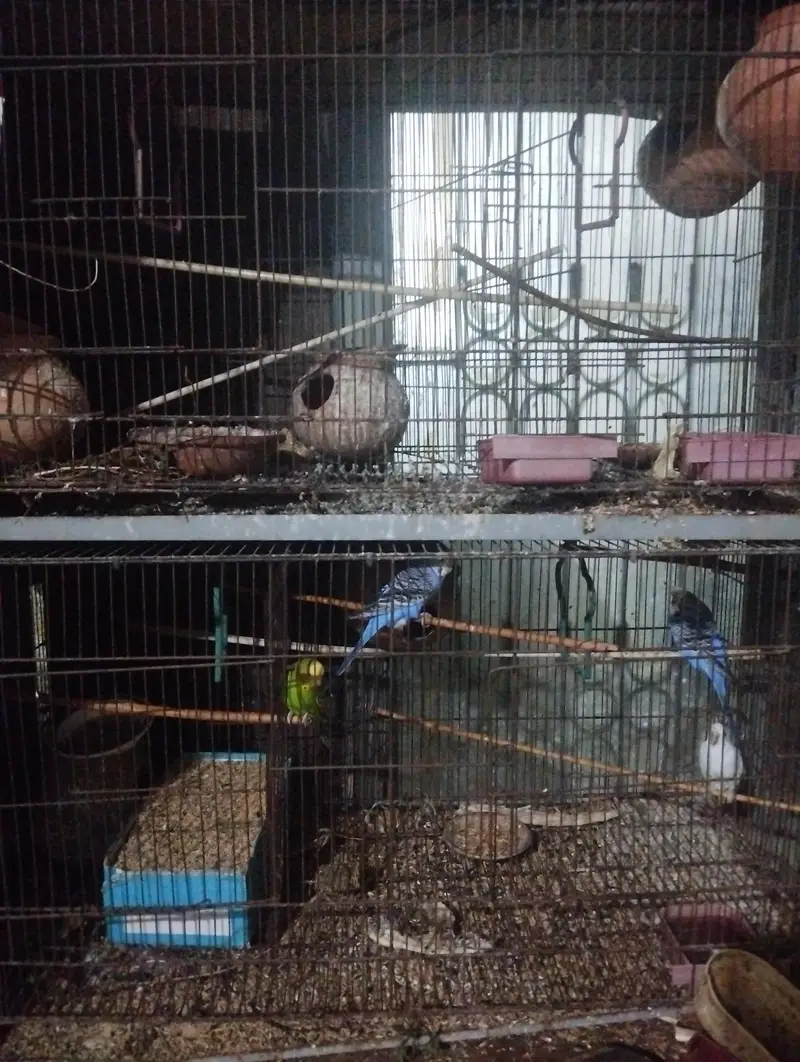 5 male budgies and 2 cage 4 sale urgent
