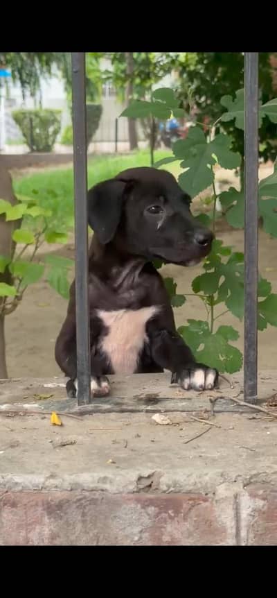 mix breed lab and retiriver