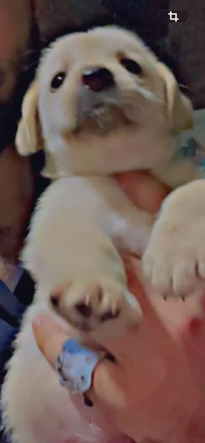 Labrador male puppy available