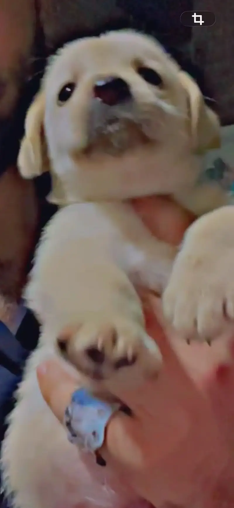 Labrador male puppy available