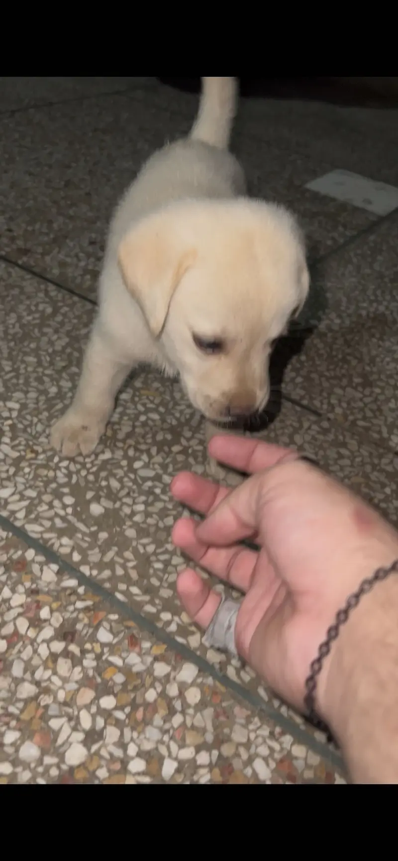 Labrador male puppy available — photo 2