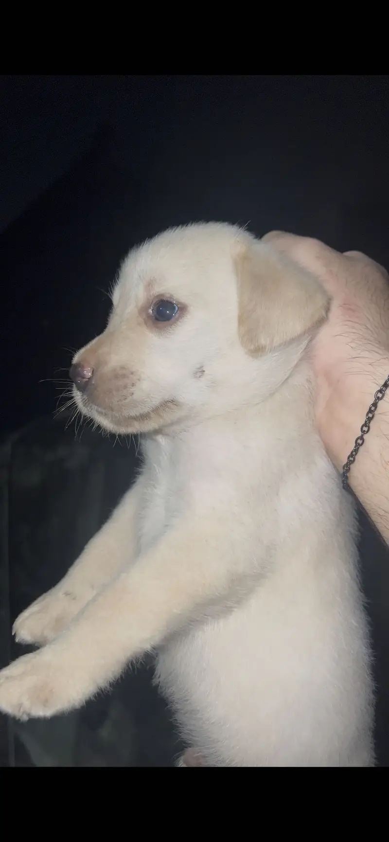 Labrador male puppy available — photo 3