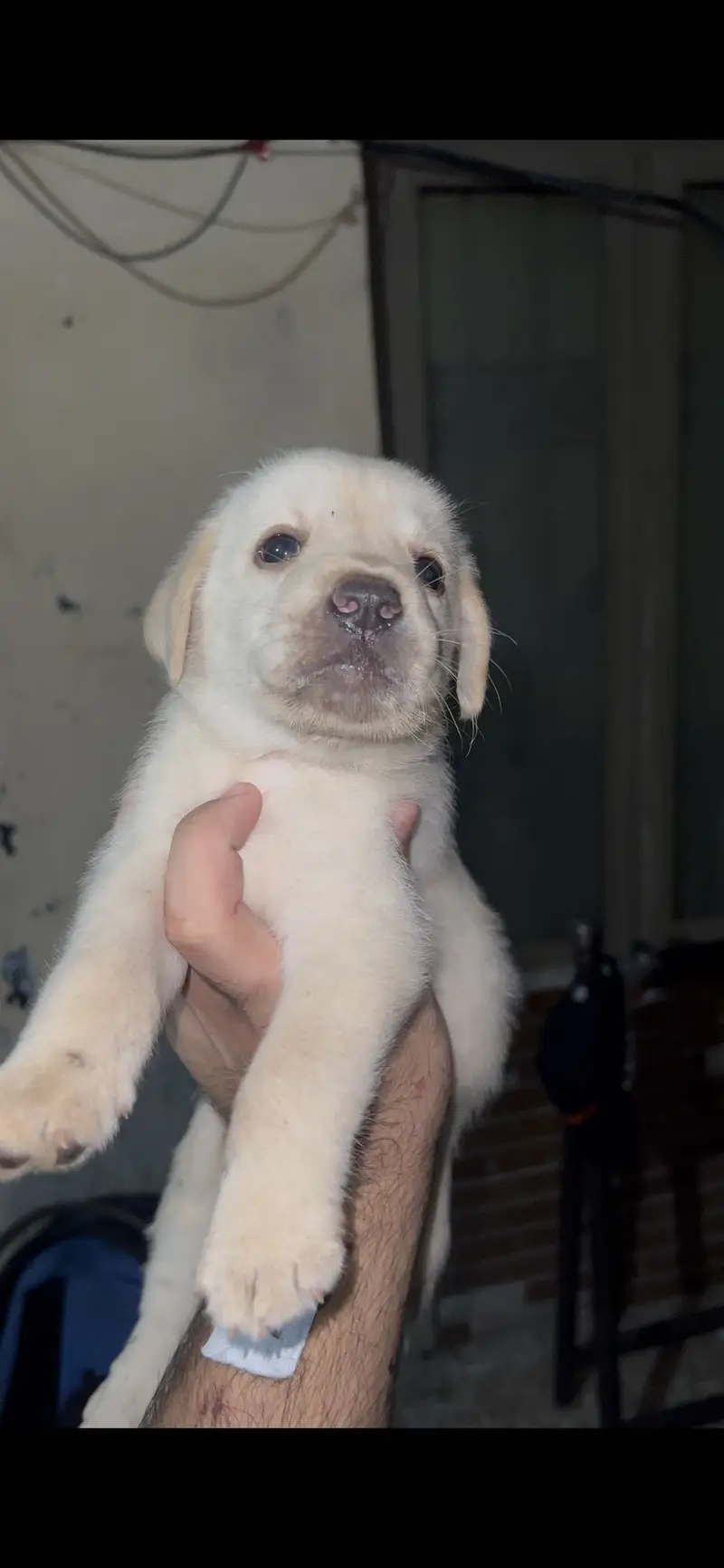 Labrador male puppy available — photo 6